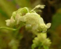 Beautiful waxy white flowers over green foliage